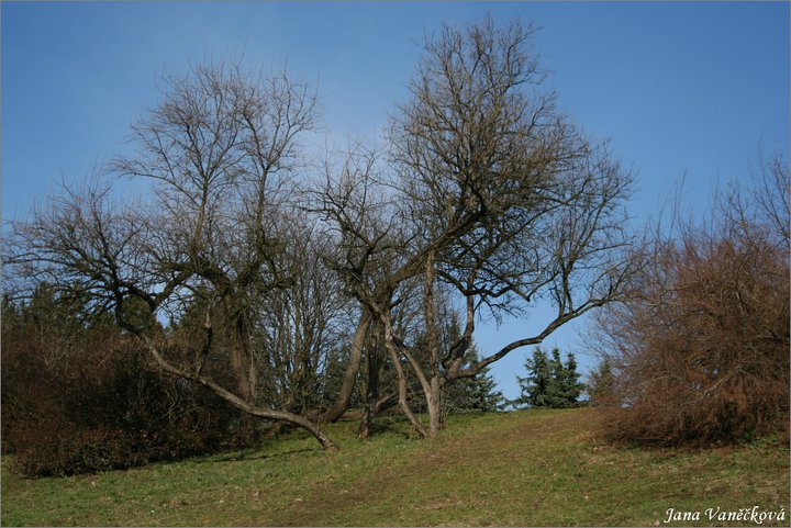 Příroda 004
