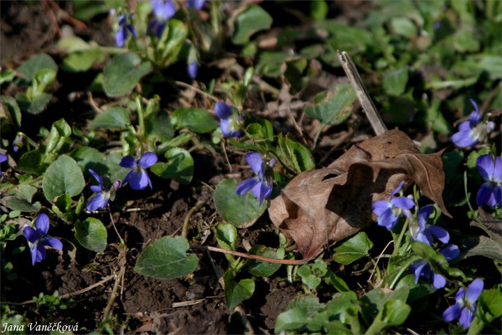 Příroda 010