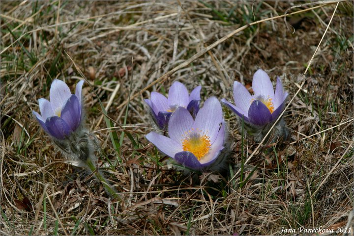 Příroda 017