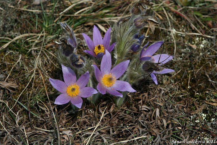 Příroda 018