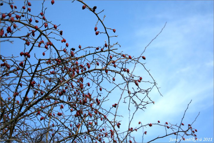 Příroda 022